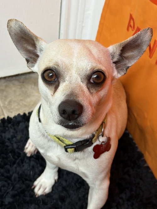 Toby, an adoptable Chihuahua in Sedalia, CO