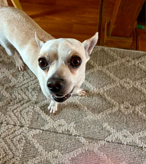 Toby photo 2