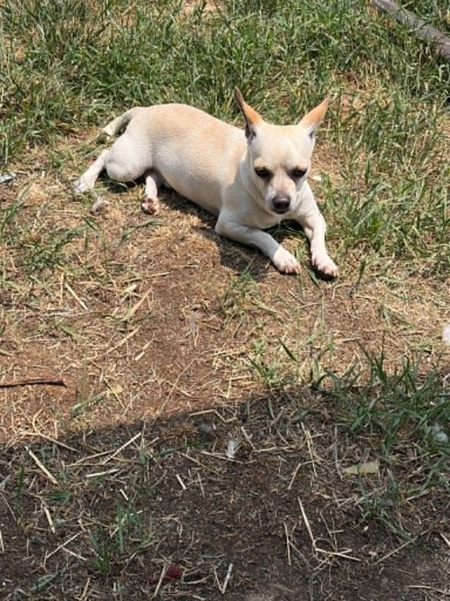 Toby photo 4