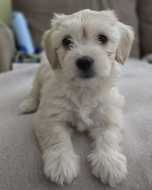 Sofia
