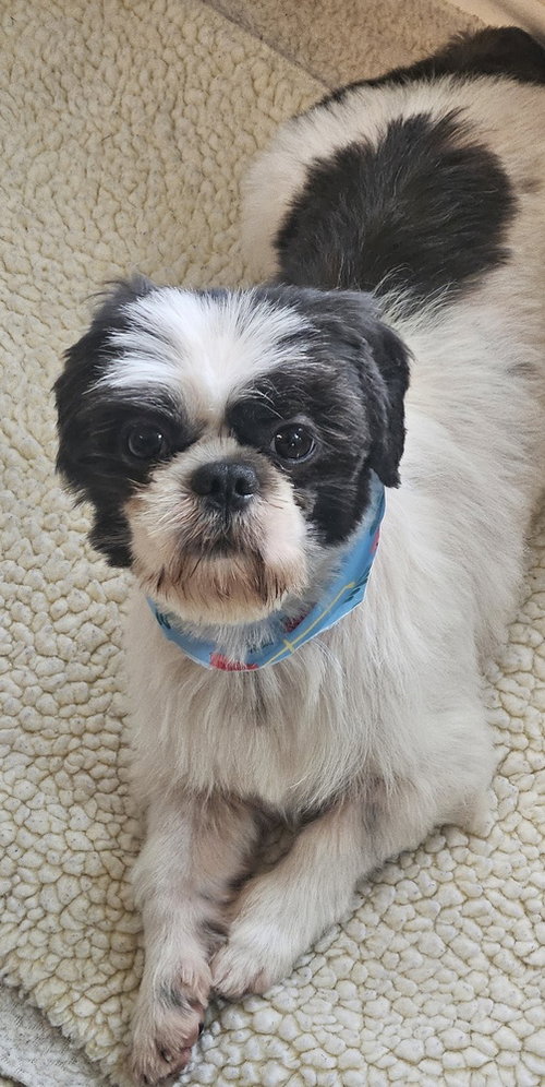 Prince Fluffington photo 3