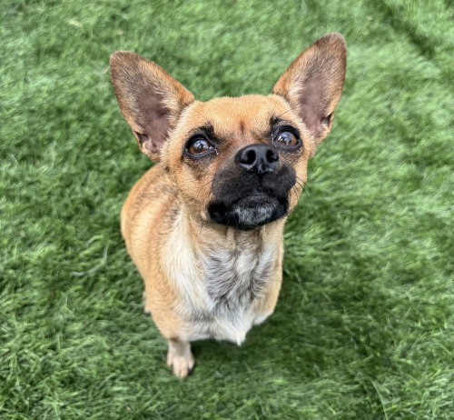 Gracie, an adoptable Chihuahua in Sedalia, CO