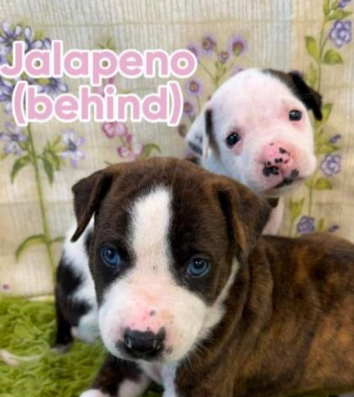 Jalapeno