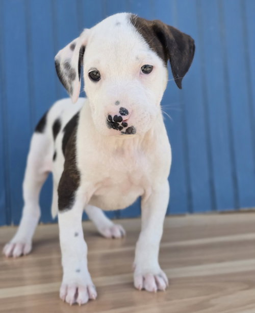 Jalapeno, an adoptable American Staffordshire Terrier in Sedalia, CO