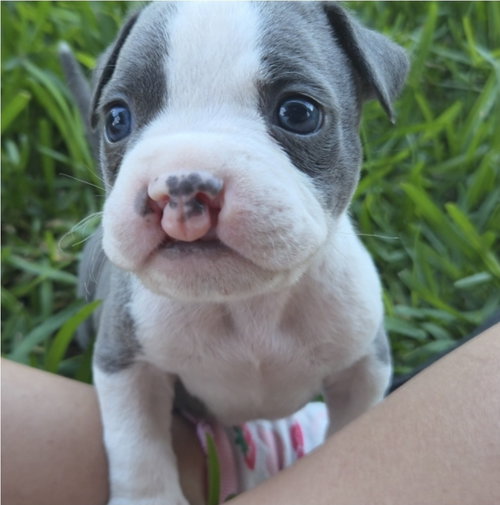 Kiko