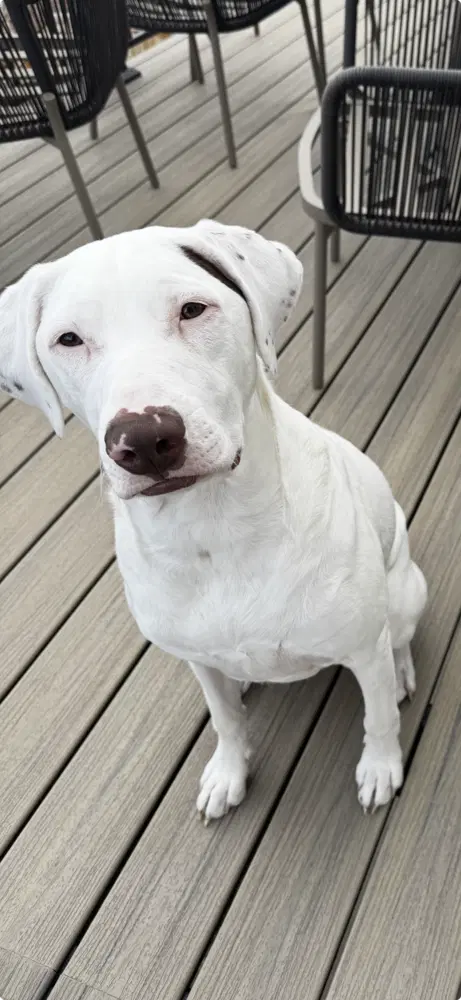Regina - Courtesy Listing - German Shorthaired Pointer