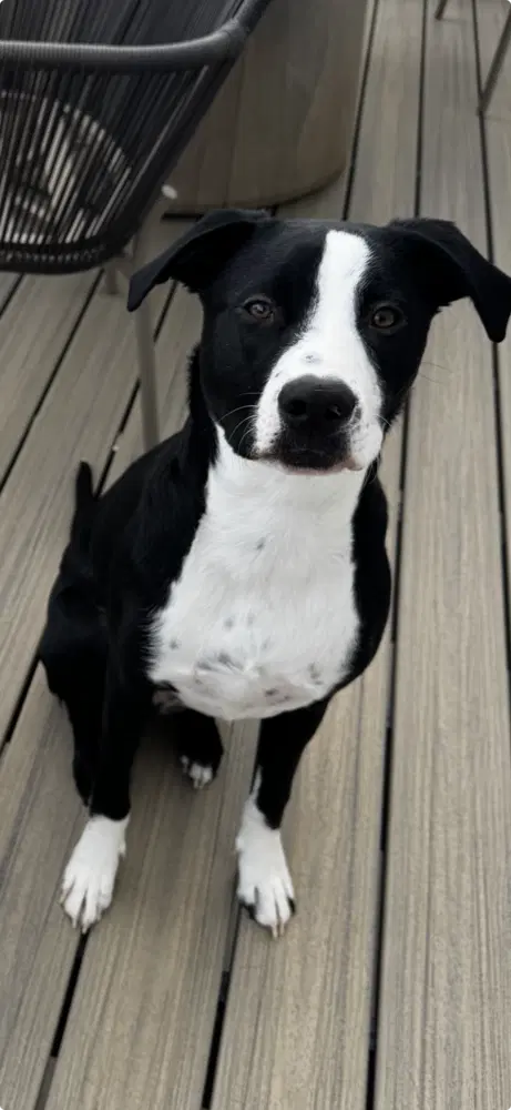 Reggie - Courtesy Listing - Labrador Retriever