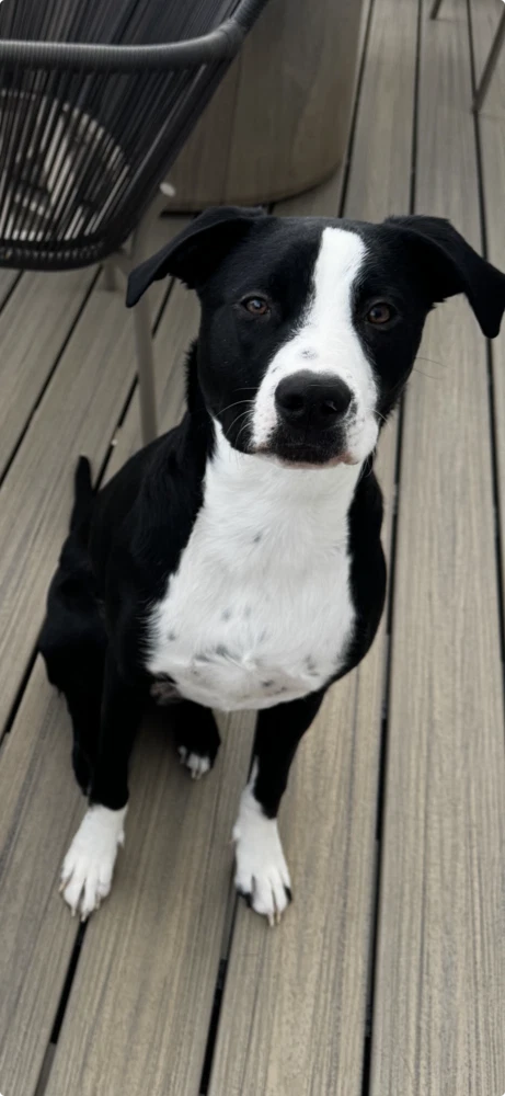 Reggie - Courtesy Listing