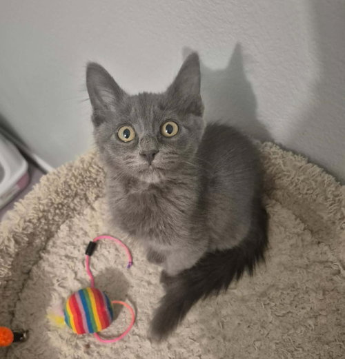Figaro