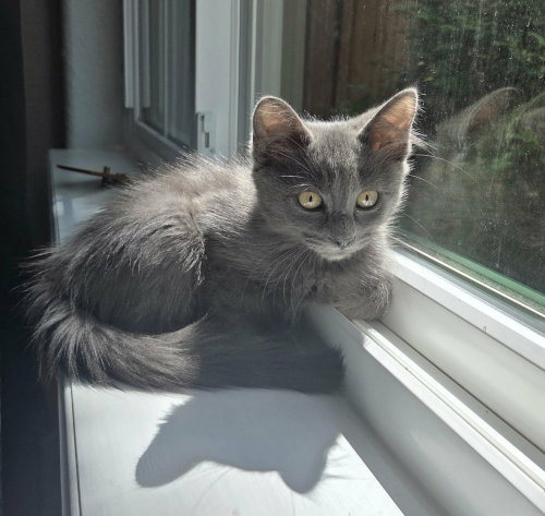Figaro, Baby Domestic Medium Hair / Mixed, cat for adoption in Denver, Colorado