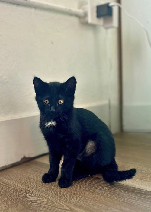 Remy, Baby Domestic Short Hair / Mixed, cat for adoption in Denver, Colorado