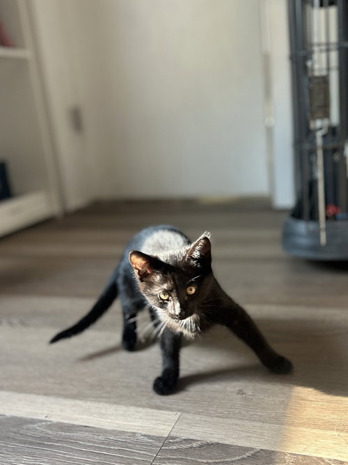 Remy photo 3