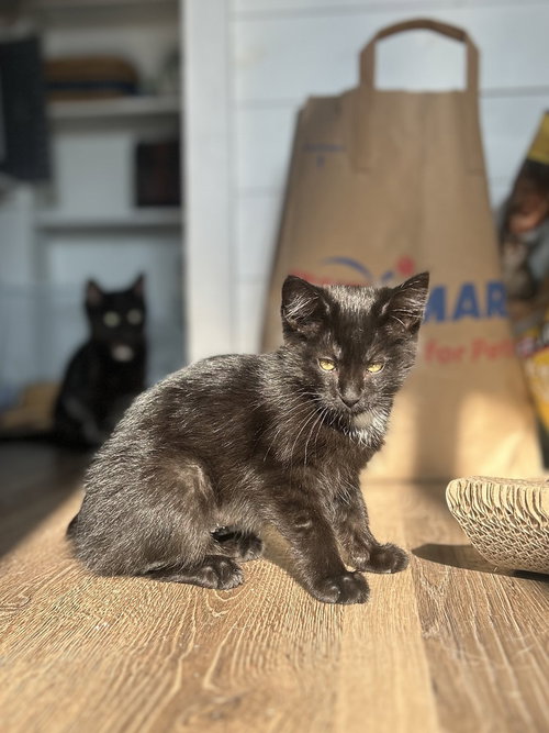 Ryn, an adoptable Domestic Short Hair in Sedalia, CO
