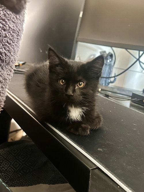 Ryn, an adoptable Domestic Short Hair in Sedalia, CO