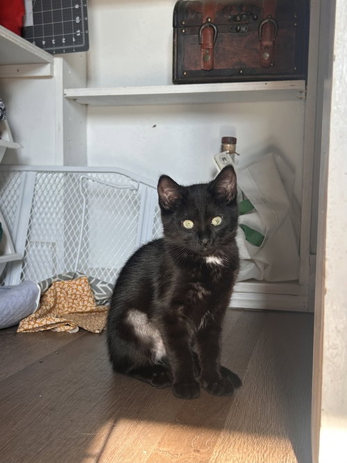 Raine, an adoptable Domestic Short Hair in Sedalia, CO
