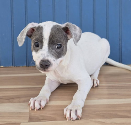 Ben, an adoptable American Pit Bull Terrier in Sedalia, CO