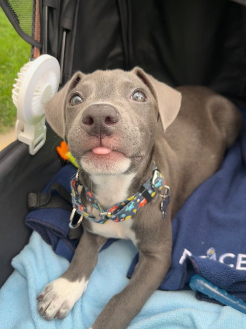 Brad, an adoptable American Pit Bull Terrier in Sedalia, CO