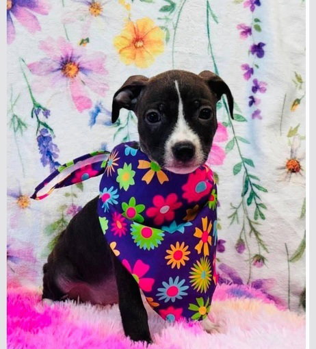 Brianna, an adoptable American Pit Bull Terrier in Sedalia, CO