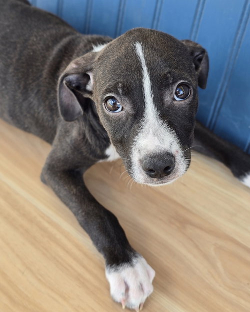 Brianna, an adoptable American Pit Bull Terrier in Sedalia, CO