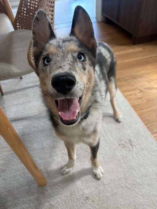 Ricky, an adoptable Catahoula Leopard Dog in Sedalia, CO