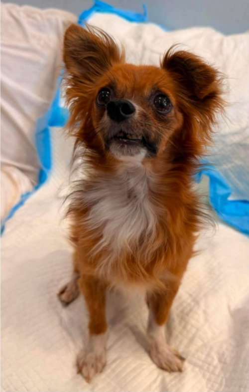 Stimpy, an adoptable Chihuahua in Sedalia, CO