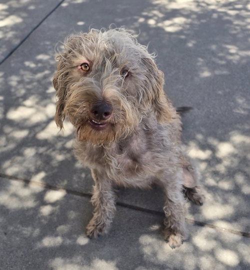 Khloe, an adoptable Poodle in Sedalia, CO