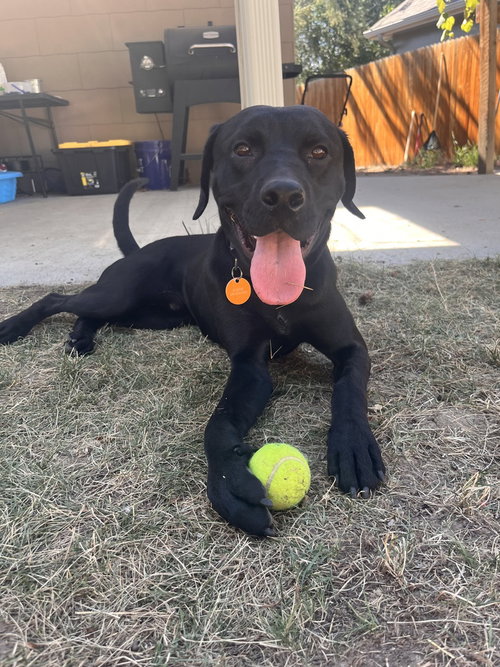 Milo photo 1