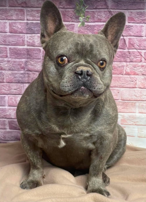 Lucky, an adoptable French Bulldog in Sedalia, CO
