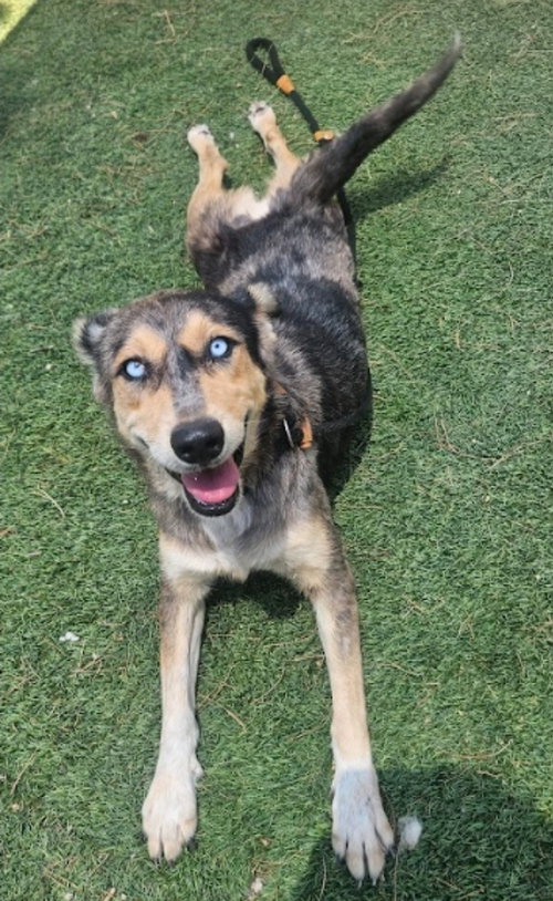 Jessica aka Dusty HW+, an adoptable Australian Shepherd in Sedalia, CO