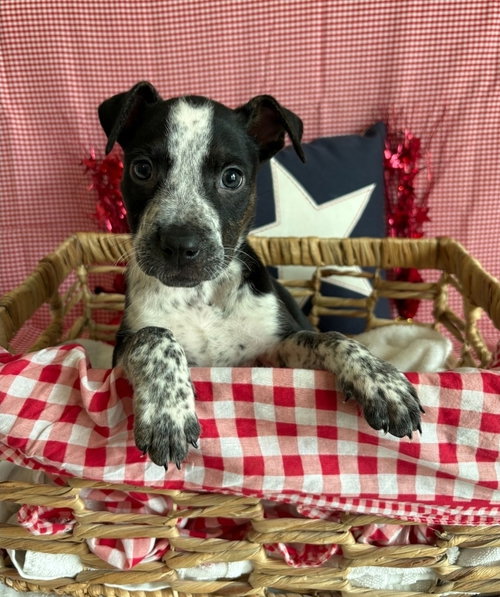 Gizmo, an adoptable Pit Bull Terrier in Sedalia, CO