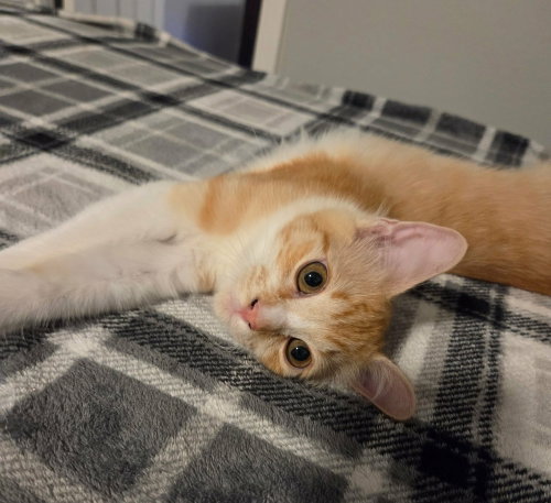 Jean Grey, an adoptable Domestic Short Hair in Sedalia, CO