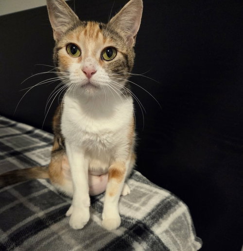 Captain Marvel, an adoptable Domestic Short Hair in Sedalia, CO