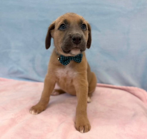 Macey, an adoptable Labrador Retriever in Sedalia, CO