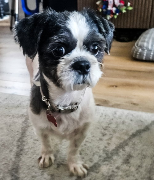 Morgan