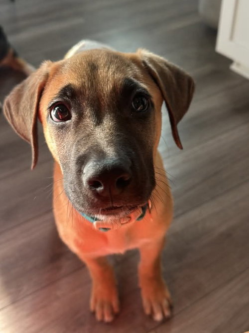 Maddox