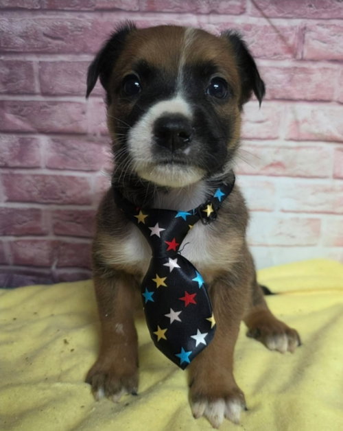 Smoke Bomb, an adoptable Border Collie in Sedalia, CO
