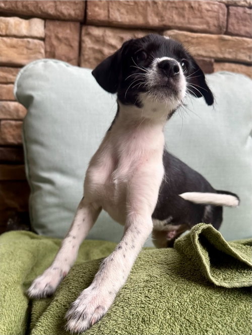 Crush, an adoptable Jack Russell Terrier in Sedalia, CO