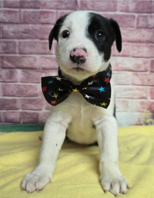 Sparkler, an adoptable Border Collie in Sedalia, CO