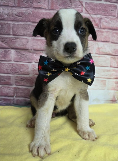 Fountain, an adoptable Border Collie in Sedalia, CO