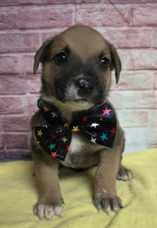 Pop Snapper, an adoptable Border Collie in Sedalia, CO