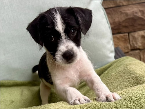 Nemo, an adoptable Jack Russell Terrier in Sedalia, CO