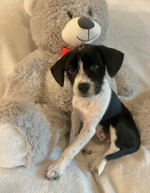 Dory, an adoptable Jack Russell Terrier in Sedalia, CO