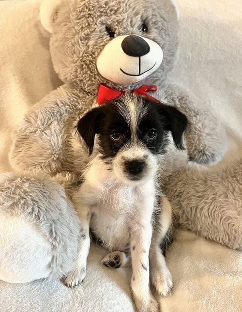 Bruce, an adoptable Jack Russell Terrier in Sedalia, CO