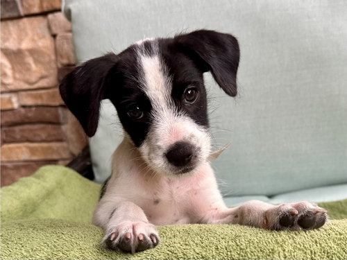 Gill, an adoptable Jack Russell Terrier in Sedalia, CO