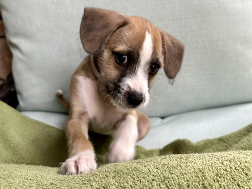 Marlin, an adoptable Jack Russell Terrier in Sedalia, CO