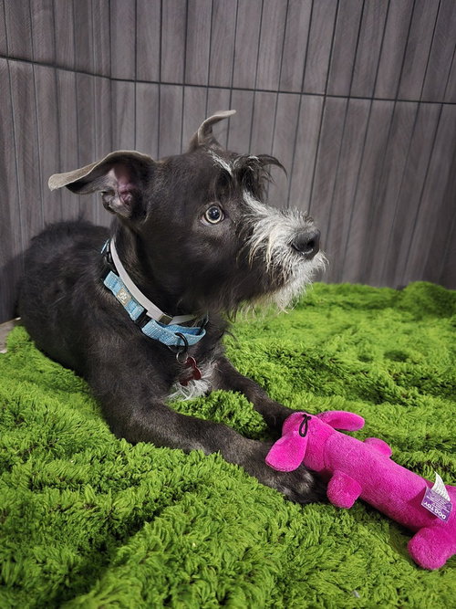 Cody photo 2
