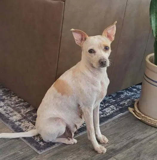 Marge - Chihuahua
