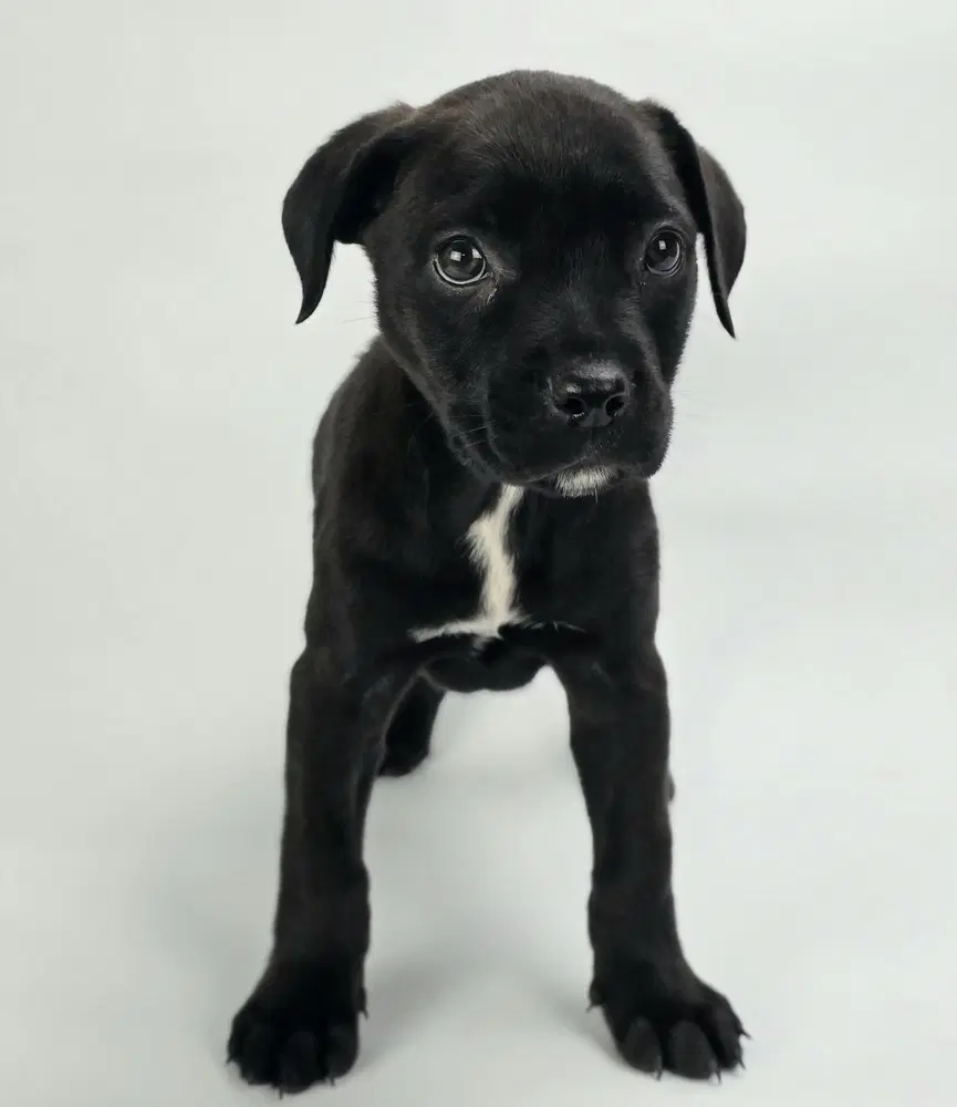 Georgia - Rottweiler