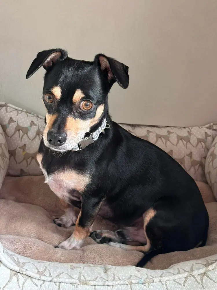 Johan Creek Hw - Dachshund