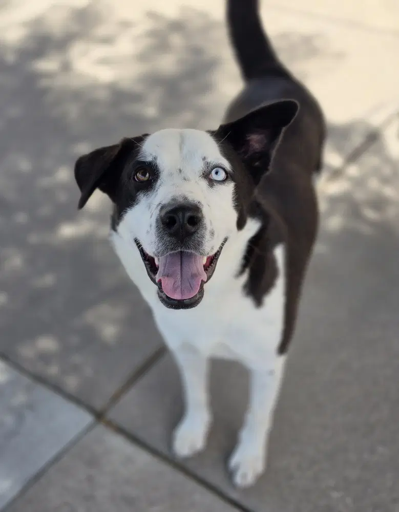 Neymar - Border Collie